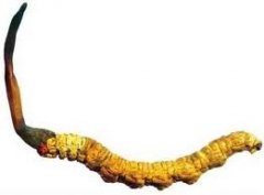 Cordyceps Sinensis is Conducive for Nephrotic Syndrome Patients