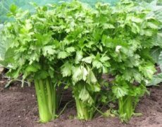 Celery is Natural for Lowering Blood Pressure