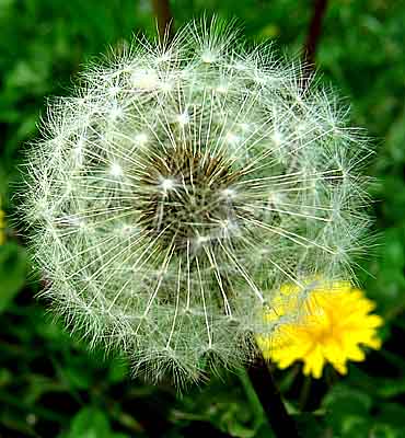 dandelion