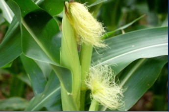 corn silk