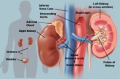 What is the Location of the Kidneys
