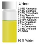 What is the Normal 24-Hour Urine Volume