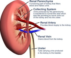 renal parenchyma disease treatment