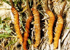 Can I Have Cordyceps Sinensis with Chronic Kidney Disease