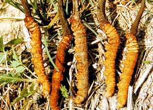 cordyceps sinensis