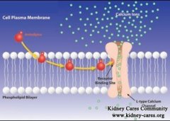 Calcium Channel Blockers and Renal Function