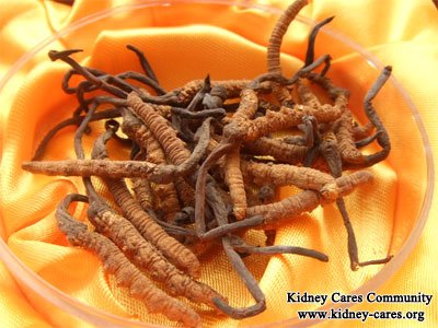 cordyceps sinensis