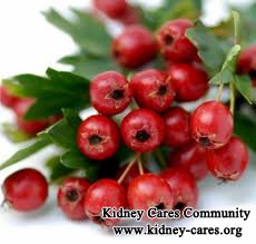 Hawthorn For Kidney Disease And Hypertension