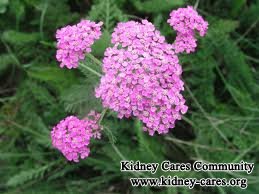 Yarrow for Chronic Kidney Disease(CKD) Treatment