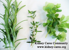 Natural Herbs for Chronic Kidney Disease Treatment