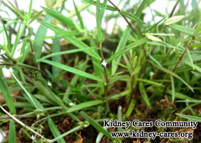 Can People with Kidney Disease Use Oldenlandia