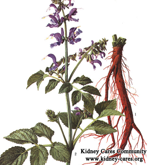 How Does Salvia Miltiorrhiza Treat Kidney Failure