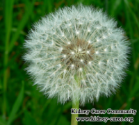 Dandelion Helps Reduce High Creatinine