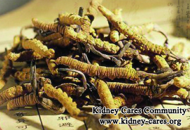 Chronic Kidney Disease And Cordyceps Sinensis