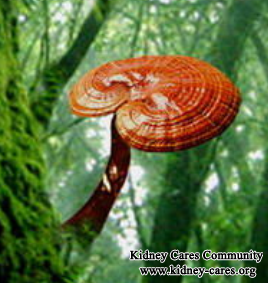 Is Ganoderma Lucidium Karst Effective On Treating Diabetic Nephropathy