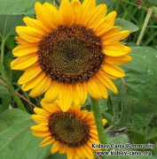 Are Sunflower Seeds Bad For Kidney Failure Patients