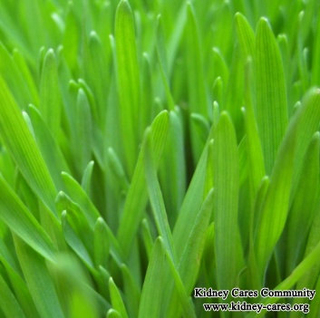 Is Wheat Grass Applied On Kidney Transplant