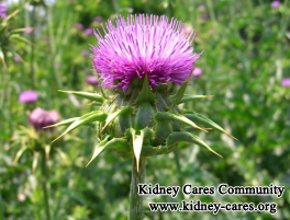 Can Patients with Kidney Disease Eat Milk Thistle