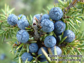 Can Juniper Berry Restore Kidney Function