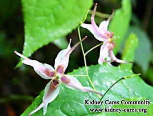 Herbs to Reduce Creatinine 5.5