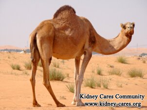 Does Camel Milk Help Save My Kidneys with CKD 4