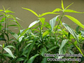 Herbal Treatment for A Kidney Cyst with Size 5.54*5.61*5.48 cm