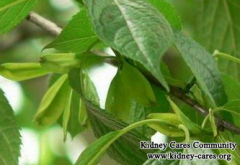 Natural Treatment for Grade II IgA Nephropathy