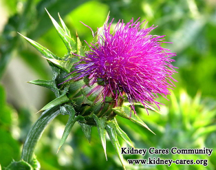 Milk Thistle For CKD Stage 4 Patients