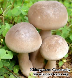Can Kidney Failure Patients Eat Mushrooms
