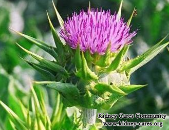 Does Milk Thistle Help Treat Kidney Failure