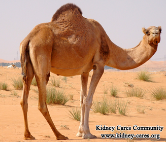 Camel Milk And Chronic Kidney Disease