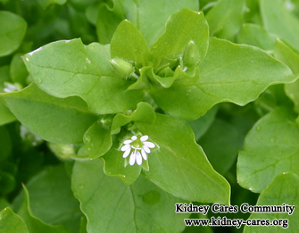 Can Chickweed Help Improve Function Of A Polycystic Kidney