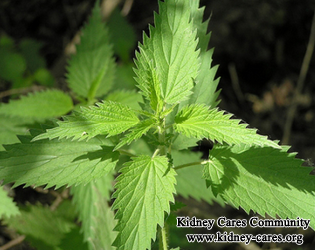 What Chinese Herbs Help Lower Creatinine