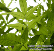 Does Neem Leaf Reduce Creatinine Level