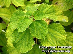 Is China Grass Good for Kidney Patients