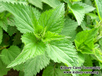 What Are The Best Fruits And Herbs For Kidney Detoxification