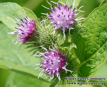 How To Cure PKD Using Burdock