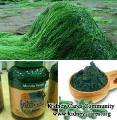 Are IgA Nephropathy Patients Suitable To Eat Spirulina