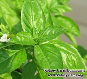 Should Kidney Failure Patients Take Basil Leaves As A Home Remedy