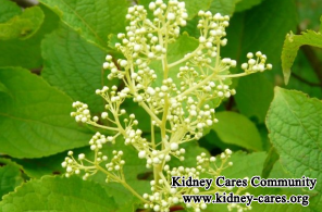 Is Triptolide Helpful For PKD Patients