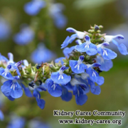 What Medicine Should I Take For High Creatinine About 320umol/L