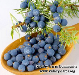 Does Juniper Berry Help Kidney Function