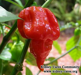 Could A IgA Nephropathy Patient Eat A Scorpian Pepper