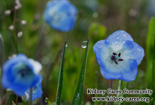 What Herbs Help Diabetic Nephropathy Patients Stop Kidneys Leaking Protein in Urine