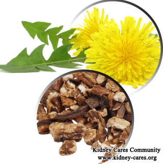Dandelion Root For Lowering Creatinine Level Too High