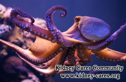 Is Octopus Good for CKD Patients