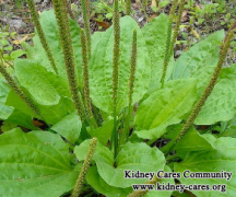 Plantain Herb Helps Relieve Kidney Patients