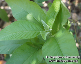 Are Sambong Leaves Good for A Patient With CKD